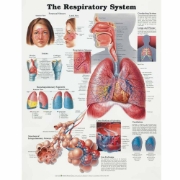 The Respiratory System Chart