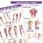 Trigger Points: Torso and Extremities (Set of Two)