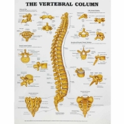 The Vertebral Column Chart