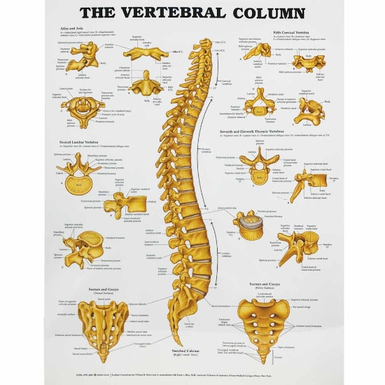 The Vertebral Column