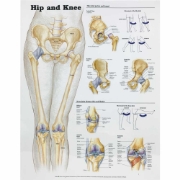 Hip and Knee  Chart