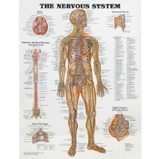 The Nervous System Chart