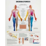 Dermatomes Chart