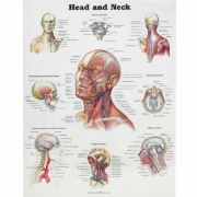 Head and Neck Chart