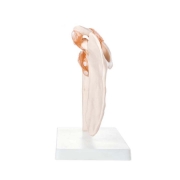 Shoulder Joint - Life Size