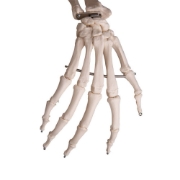 Life Size Skeleton 180cm Tall