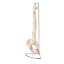 Flexible Vertebral Column Model with Female Pelvis