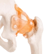 Hip Joint - Life Size Model