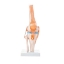 Knee Model - Life Size Knee Joint