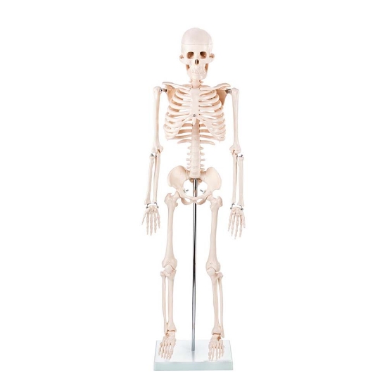 Skeleton - 85cm Tall