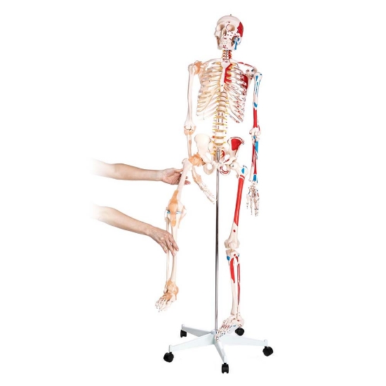 HiTech Therapy | South Africa’s Leading Supplier of Physiotherapy ...