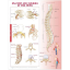 Anatomy of the Spine