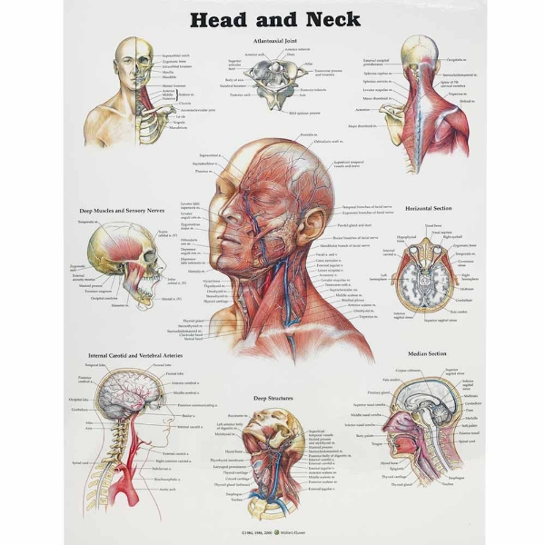 Head and Neck