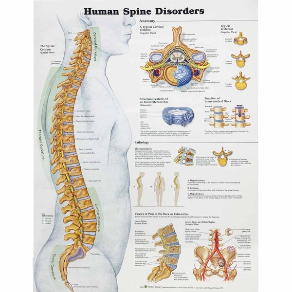 The Human Spine-Disorders