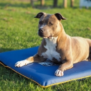 Picture of Canissage Pulse 