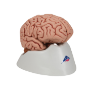 Picture of Human Brain Model - 5 Part