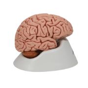 Picture of Human Brain Model - 5 Part