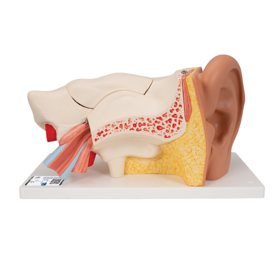 Picture of Human Ear Model - 6 Part