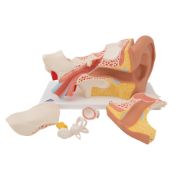 Picture of Human Ear Model - 6 Part