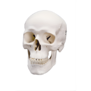Picture of Human Skull Model - 3 Part