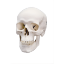Picture of Human Skull Model - 3 Part