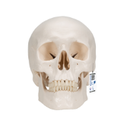 Picture of Human Skull Model - 3 Part