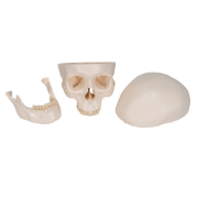 Picture of Human Skull Model - 3 Part