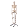 Skeleton - Life Size 180cm Tall