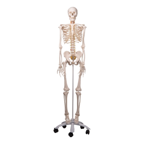 Skeleton - Life Size 180cm Tall