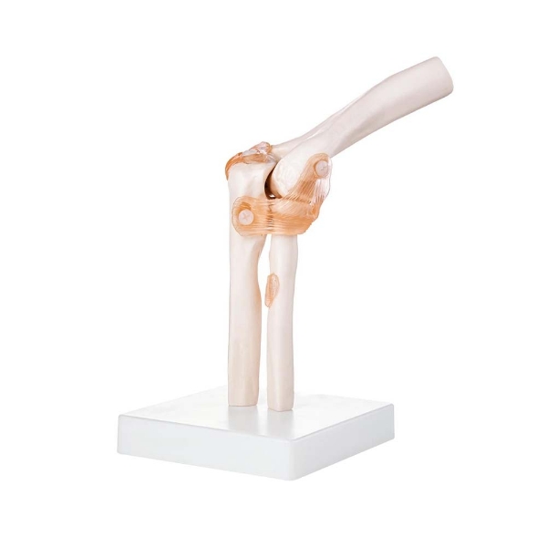 Elbow Joint - Life Size Model