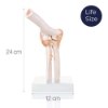 Elbow Joint - Life Size Model