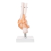 Foot Joint - Life Size with Ligaments Model