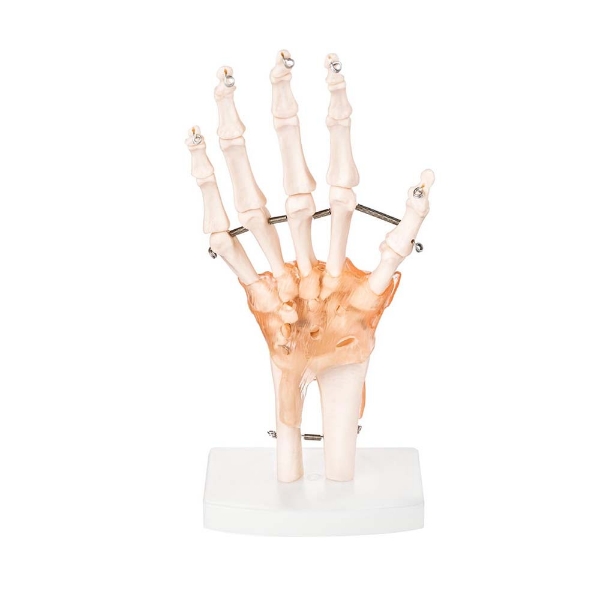 Hand Joint - Life Size Model with Ligaments