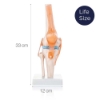 Knee Model - Life Size Knee Joint