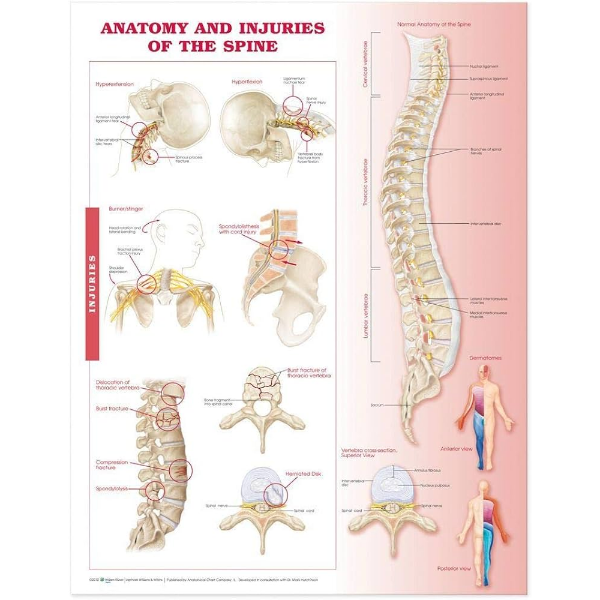 Anatomy of the Spine